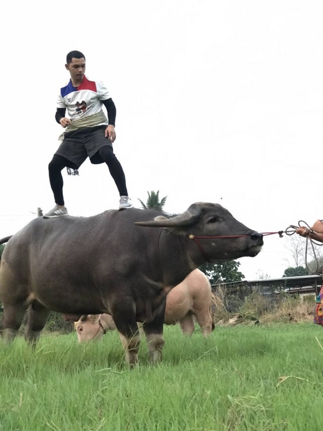 กำปั้นบนหลังควายตั้งเป้าคว้าเหรียญทองอลป.สร้างชื่อให้ไทย