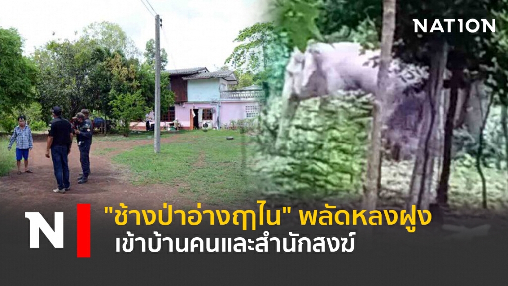 "ช้างป่าอ่างฤาไน" พลัดหลงฝูง เข้าบ้านคนและสำนักสงฆ์ "ช้างป่าอ่างฤาไน" พลัดหลงฝูง เข้าบ้านคนและสำนักสงฆ์