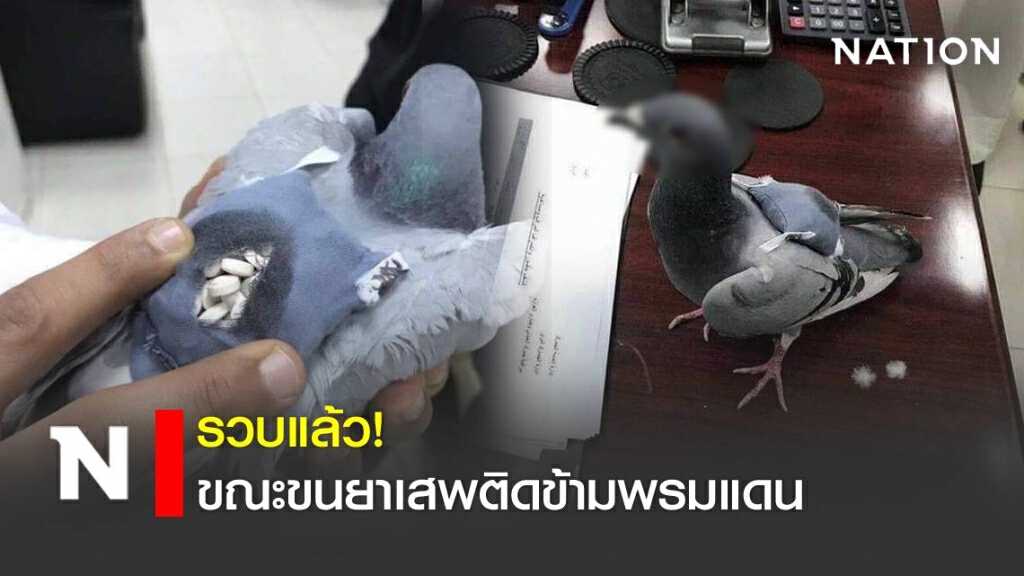 ตำรวจจับนกพิราบได้ ขณะขนยาเสพติดข้ามพรมแดน ตำรวจจับนกพิราบได้ ขณะขนยาเสพติดข้ามพรมแดน