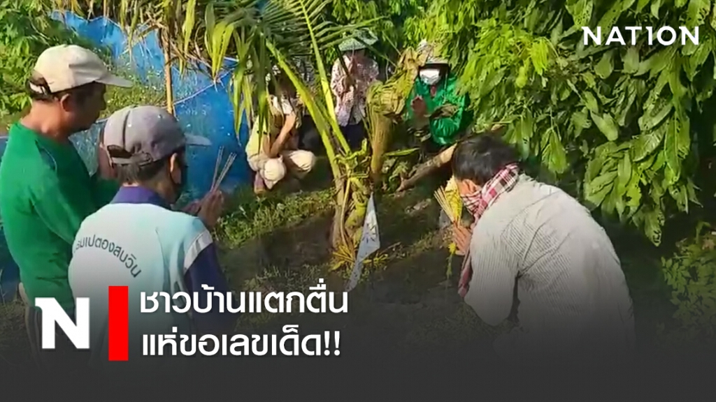 ชาวบ้านแตกตื่นแห่ขอเลขเด็ดต้นมะพร้าวคล้ายพญานาคราช ชาวบ้านแตกตื่นแห่ขอเลขเด็ดต้นมะพร้าวคล้ายพญานาคราช