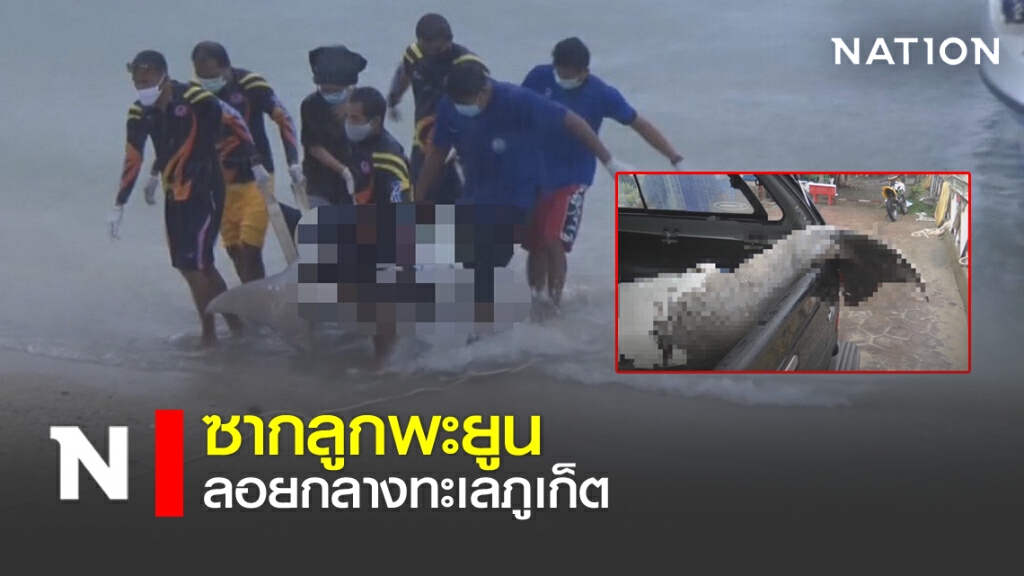 ซากลูกพะยูน ลอยกลางทะเลภูเก็ต ซากลูกพะยูน ลอยกลางทะเลภูเก็ต