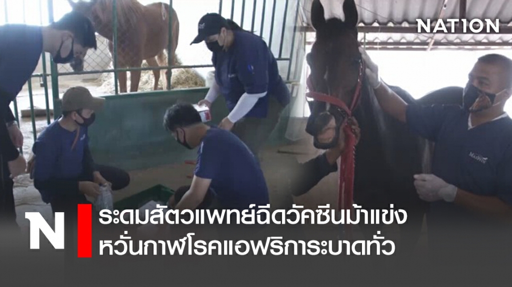 ระดมสัตวแพทย์ฉีดวัคซีนม้าแข่ง หวั่นกาฬโรคแอฟริการะบาดทั่ว