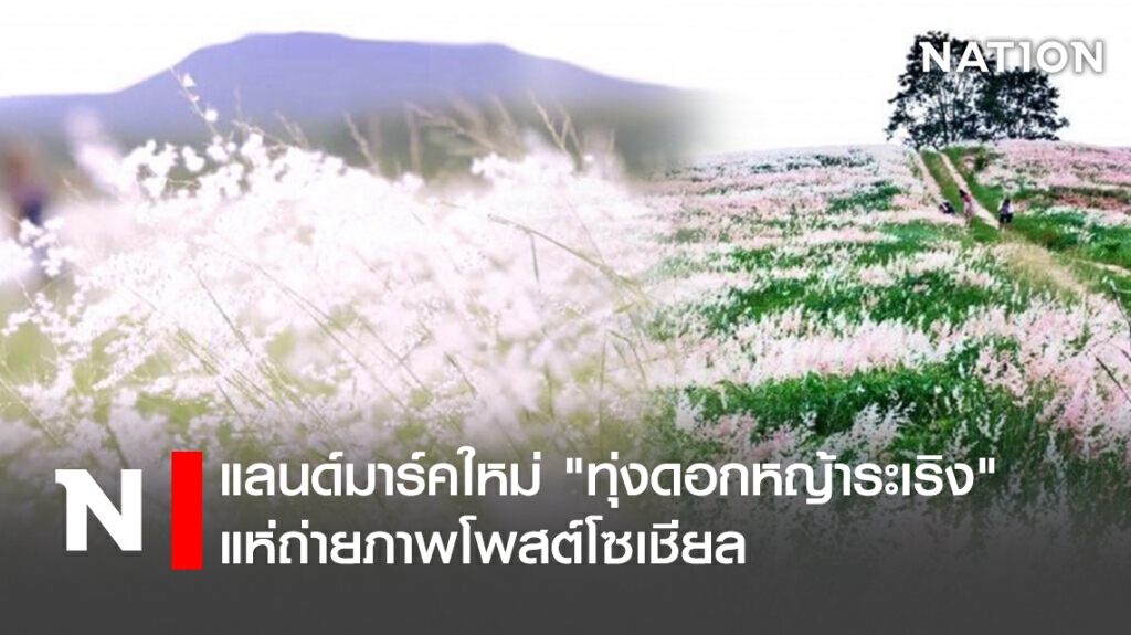 แลนด์มาร์คใหม่ "ทุ่งดอกหญ้าระเริง" แห่ถ่ายภาพโพสต์โซเชียล แลนด์มาร์คใหม่ "ทุ่งดอกหญ้าระเริง" แห่ถ่ายภาพโพสต์โซเชียล