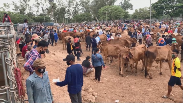 ผู้ว่าฯศรีสะเกษ วางกฎเข้มตลาดนัดโค-กระบือวันนี้ หวั่นติดโควิด