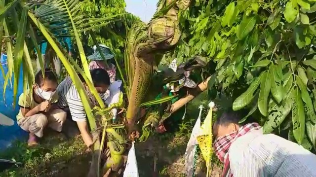 ชาวบ้านแตกตื่นแห่ขอเลขเด็ดต้นมะพร้าวคล้ายพญานาคราช