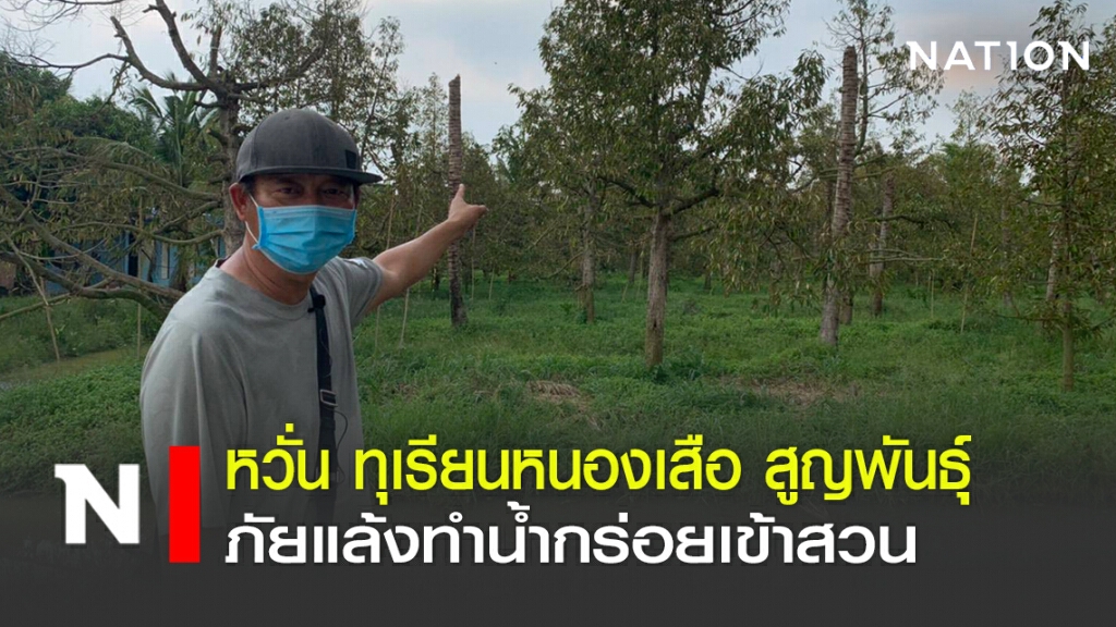 หวั่น ทุเรียนหนองเสือ สูญพันธุ์ ภัยแล้งทำน้ำกร่อยเข้าสวน