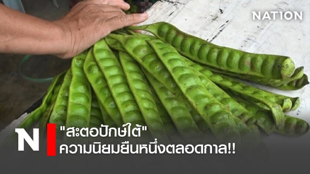 "สะตอปักษ์ใต้" ความนิยมยืนหนึ่งตลอดกาล!! "สะตอปักษ์ใต้" ความนิยมยืนหนึ่งตลอดกาล!!
