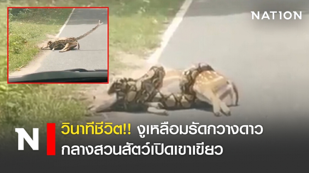 วินาทีชีวิต!! งูเหลือมรัดกวางดาว กลางสวนสัตว์เปิดเขาเขียว