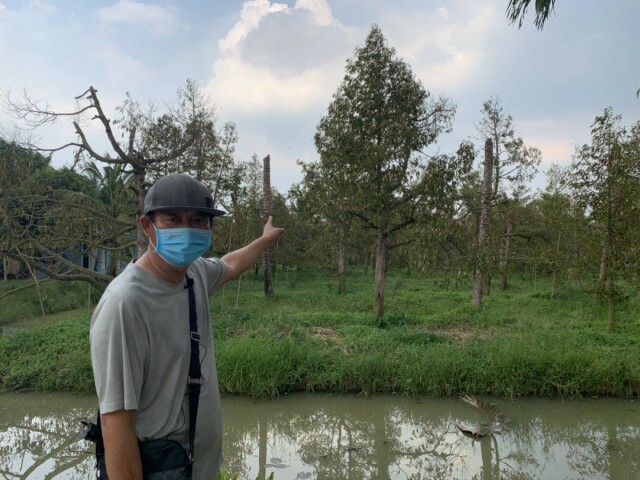 หวั่น ทุเรียนหนองเสือ สูญพันธุ์ ภัยแล้งทำน้ำกร่อยเข้าสวน