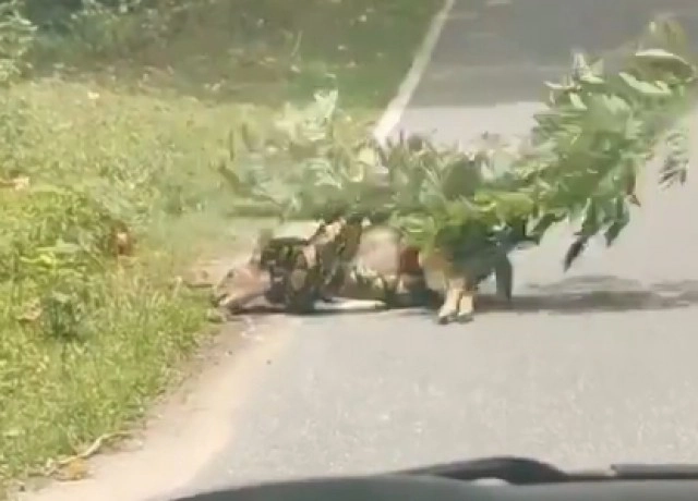 วินาทีชีวิต!! งูเหลือมรัดกวางดาว กลางสวนสัตว์เปิดเขาเขียว