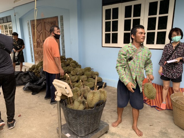 หวั่น ทุเรียนหนองเสือ สูญพันธุ์ ภัยแล้งทำน้ำกร่อยเข้าสวน