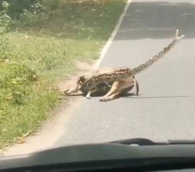 วินาทีชีวิต!! งูเหลือมรัดกวางดาว กลางสวนสัตว์เปิดเขาเขียว