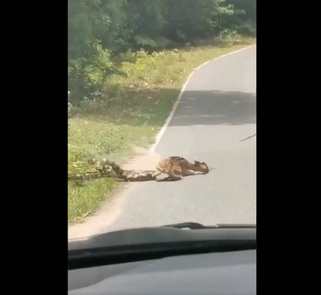 วินาทีชีวิต!! งูเหลือมรัดกวางดาว กลางสวนสัตว์เปิดเขาเขียว