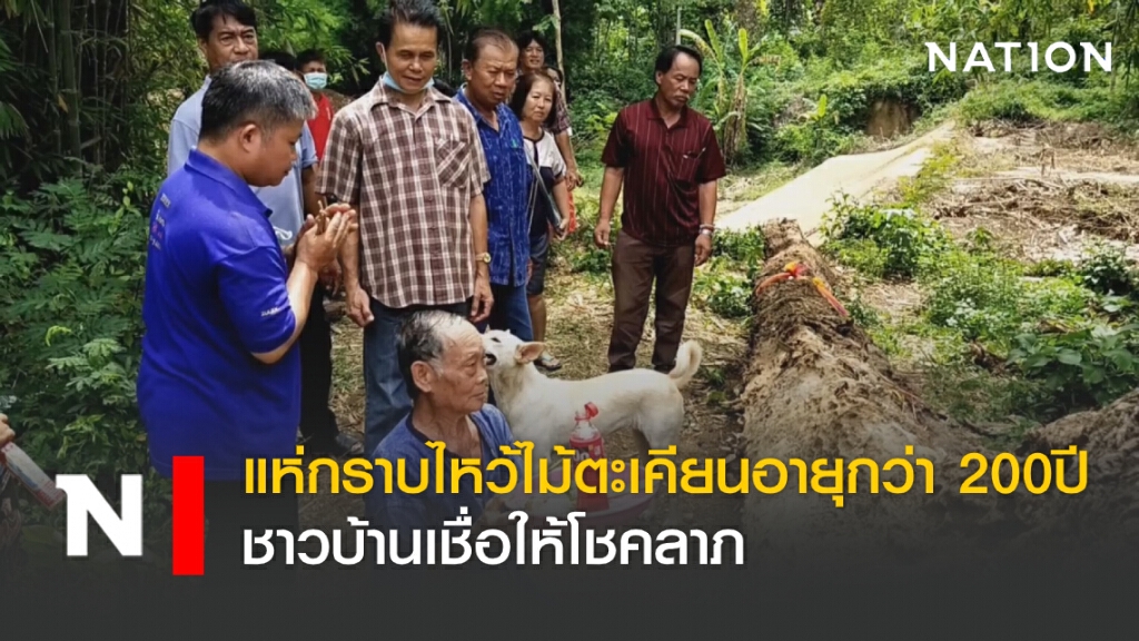 แห่กราบไหว้ไม้ตะเคียนอายุกว่า 200ปี ชาวบ้านเชื่อให้โชคลาภ