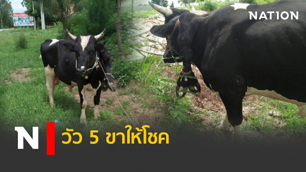 วัว 5 ขาให้โชค