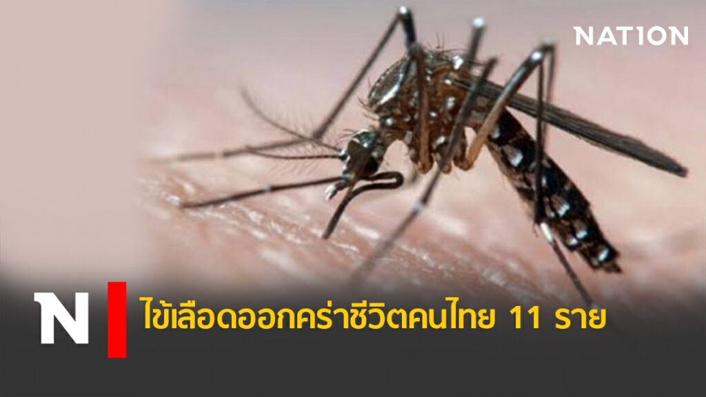 ไข้เลือดออกคร่าชีวิตคนไทย11ราย ไข้เลือดออกคร่าชีวิตคนไทย11ราย