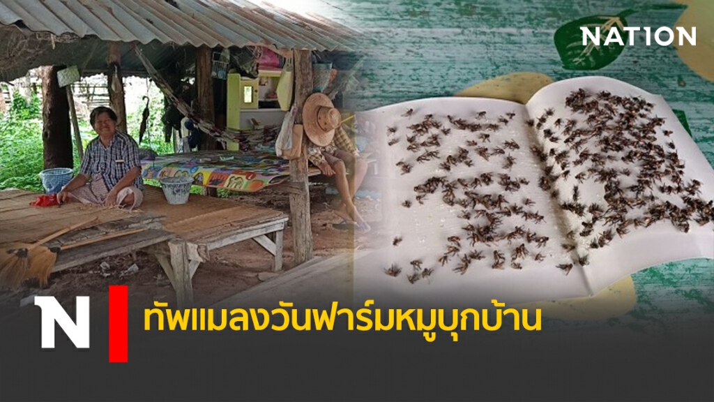 ทัพแมลงวันฟาร์มหมูบุกบ้าน
