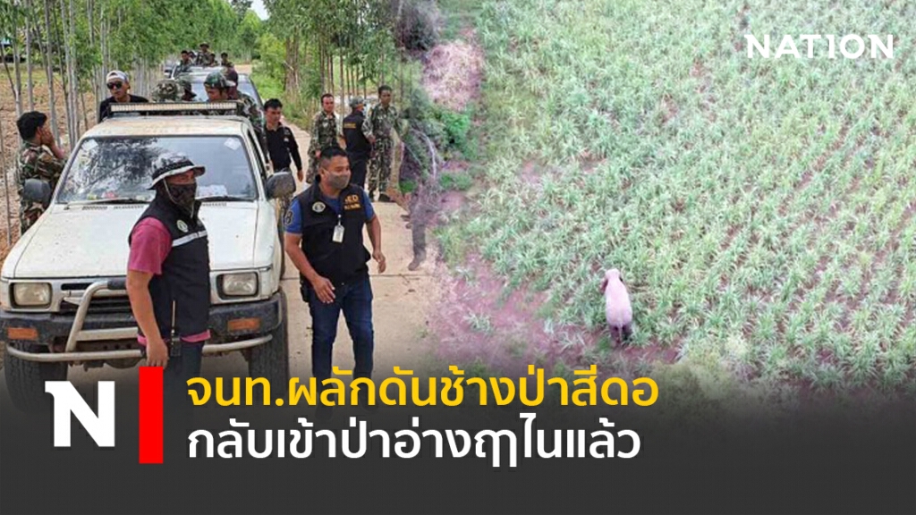 จนท.ผลักดันช้างป่าสีดอ กลับเข้าป่าอ่างฤาไนแล้ว จนท.ผลักดันช้างป่าสีดอ กลับเข้าป่าอ่างฤาไนแล้ว