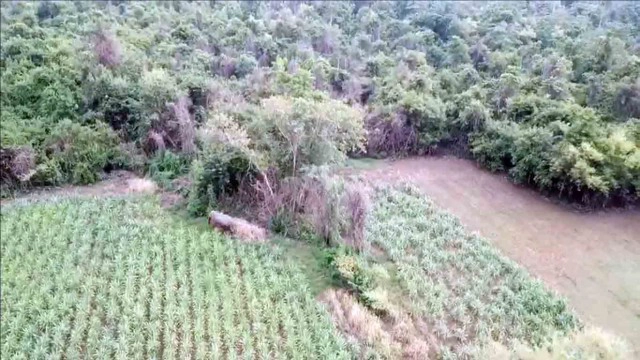 จนท.ผลักดันช้างป่าสีดอ กลับเข้าป่าอ่างฤาไนแล้ว