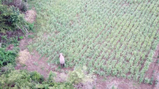 จนท.ผลักดันช้างป่าสีดอ กลับเข้าป่าอ่างฤาไนแล้ว