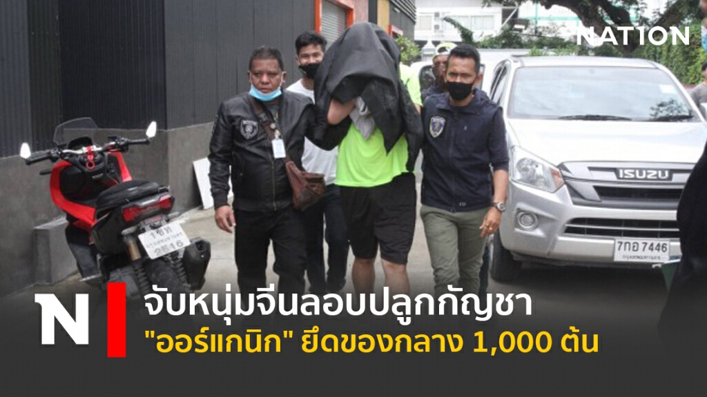 จับหนุ่มจีนลอบปลูกกัญชา"ออร์แกนิก"ยึดของกลาง1,000ต้น