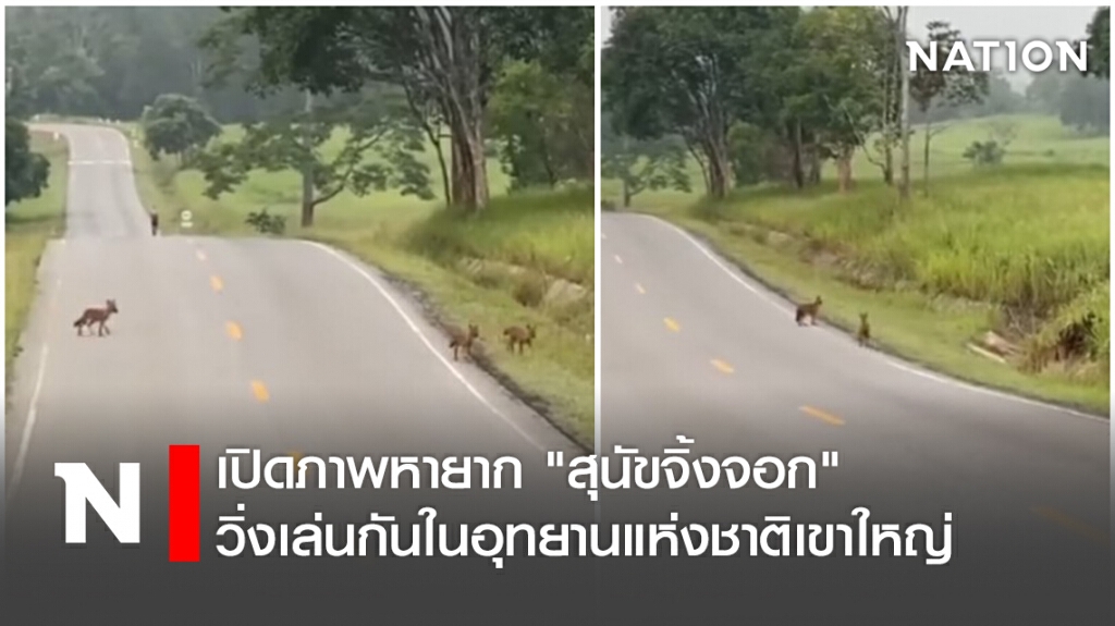 เปิดภาพหายาก "สุนัขจิ้งจอก" วิ่งเล่นกันในอุทยานแห่งชาติเขาใหญ่