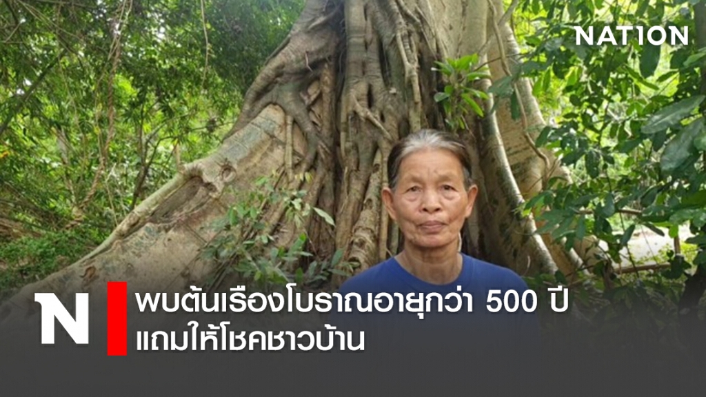 พบต้นเรืองโบราณอายุกว่า 500 ปีแถมให้โชคชาวบ้าน พบต้นเรืองโบราณอายุกว่า 500 ปีแถมให้โชคชาวบ้าน
