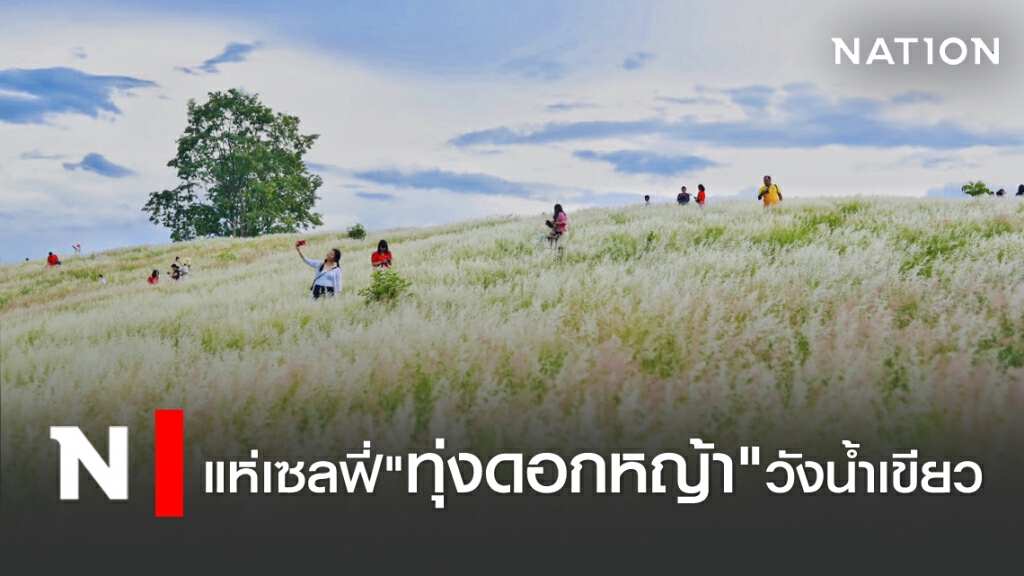 แห่เซลฟี่ "ทุ่งดอกหญ้าระเริง" คึกคัก แห่เซลฟี่ "ทุ่งดอกหญ้าระเริง" คึกคัก