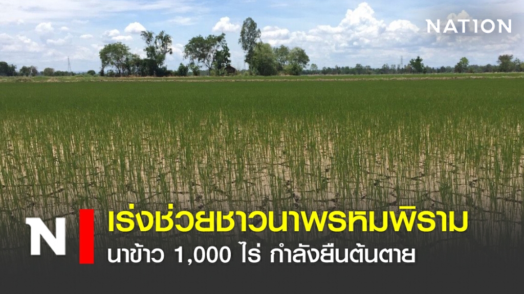 เร่งช่วยชาวนาพรหมพิราม นาข้าว 1,000 ไร่ กำลังยืนต้น