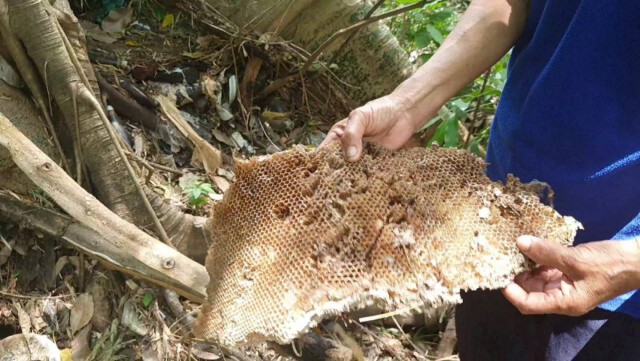 พบต้นเรืองโบราณอายุกว่า 500 ปีแถมให้โชคชาวบ้าน