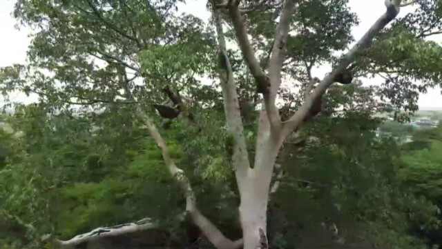 พบต้นเรืองโบราณอายุกว่า 500 ปีแถมให้โชคชาวบ้าน