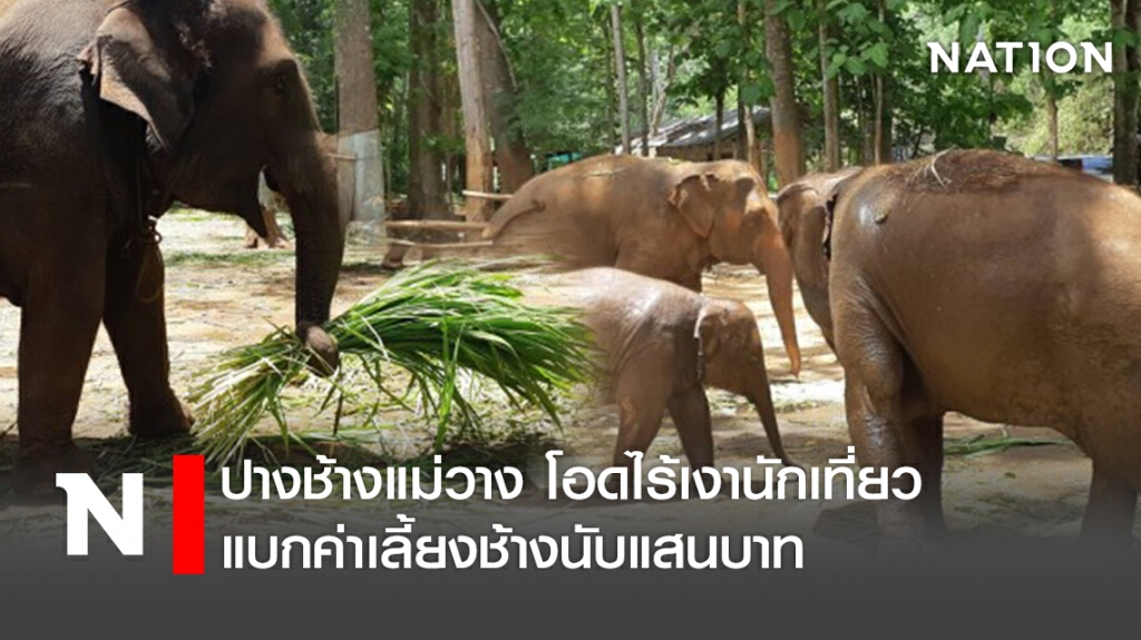 ปางช้างแม่วาง โอดไร้เงานักเที่ยวแบกค่าเลี้ยงช้างนับแสนบาท ปางช้างแม่วาง โอดไร้เงานักเที่ยวแบกค่าเลี้ยงช้างนับแสนบาท