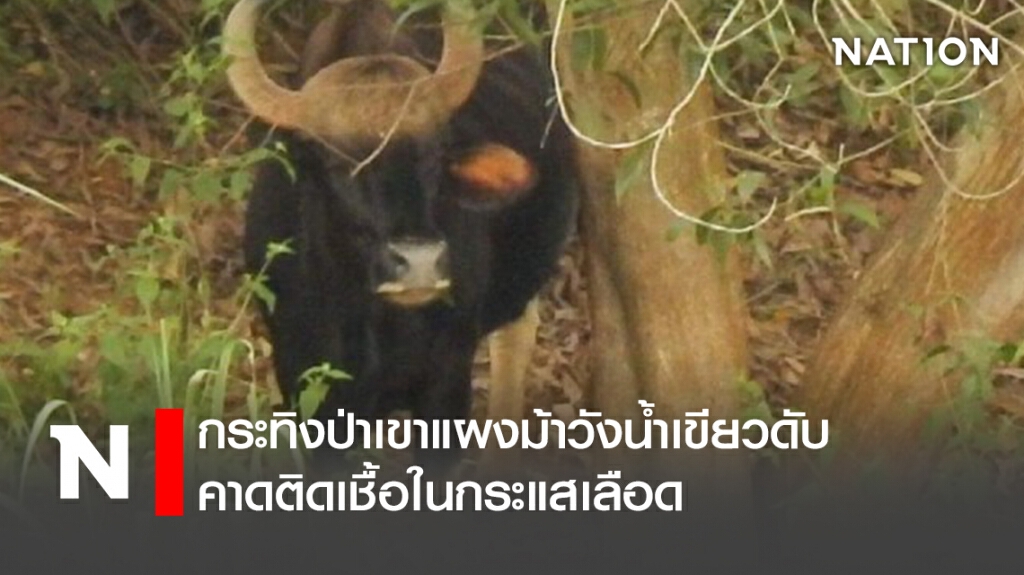 กระทิงป่าเขาแผงม้าวังน้ำเขียวดับ คาดติดเชื้อในกระแสเลือด กระทิงป่าเขาแผงม้าวังน้ำเขียวดับ คาดติดเชื้อในกระแสเลือด