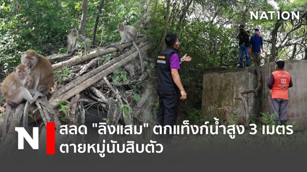 สลด "ลิงแสม" ตกแท็งก์น้ำสูง 3 เมตร ตายหมู่นับสิบตัว สลด "ลิงแสม" ตกแท็งก์น้ำสูง 3 เมตร ตายหมู่นับสิบตัว