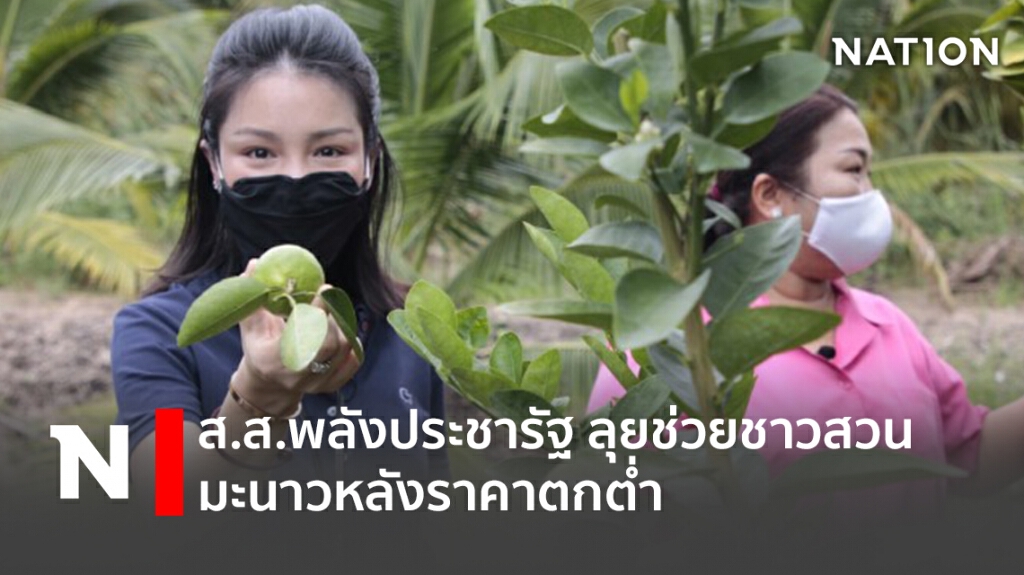 ส.ส.พลังประชารัฐ ลุยช่วยชาวสวนมะนาวหลังราคาตกต่ำ ส.ส.พลังประชารัฐ ลุยช่วยชาวสวนมะนาวหลังราคาตกต่ำ