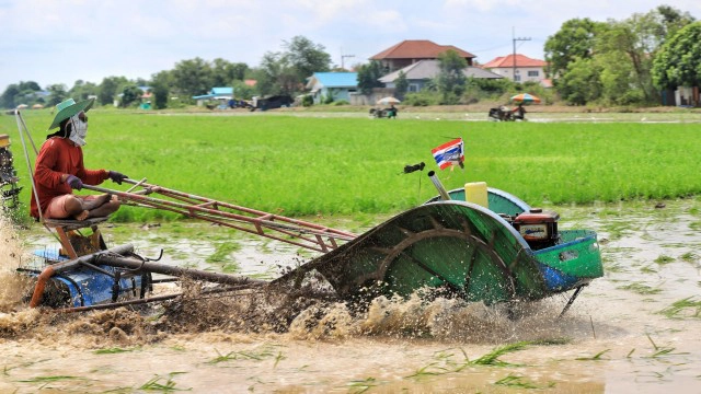 ฝนตกชุ่มฉ่ำ ชาวนาปทุมฯ เร่งไถนาเตรียมหว่านข้าว