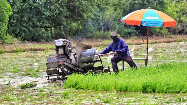 ฝนตกชุ่มฉ่ำ ชาวนาปทุมฯ เร่งไถนาเตรียมหว่านข้าว