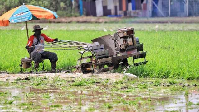 ฝนตกชุ่มฉ่ำ ชาวนาปทุมฯ เร่งไถนาเตรียมหว่านข้าว