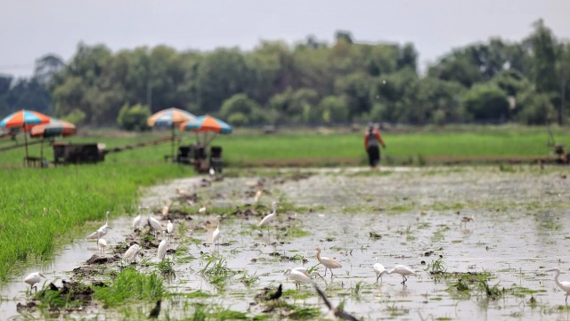 ฝนตกชุ่มฉ่ำ ชาวนาปทุมฯ เร่งไถนาเตรียมหว่านข้าว