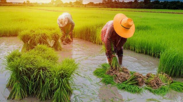 วันสุดท้าย! ยื่นอุทธรณ์รับเยียวยาเกษตรกร รีบตรวจสอบสิทธิ์
