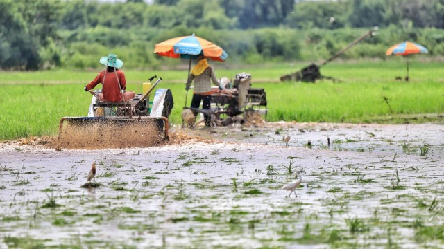 ฝนตกชุ่มฉ่ำ ชาวนาปทุมฯ เร่งไถนาเตรียมหว่านข้าว