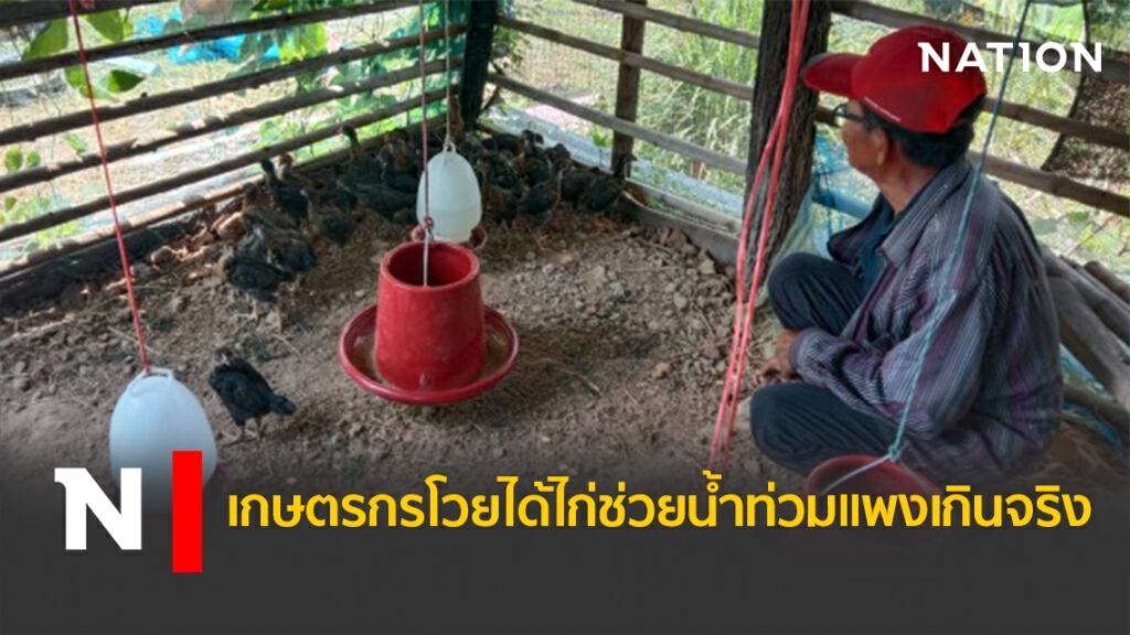 เกษตรกรโวยได้ไก่ช่วยน้ำท่วมแพงเกินจริง เกษตรกรโวยได้ไก่ช่วยน้ำท่วมแพงเกินจริง