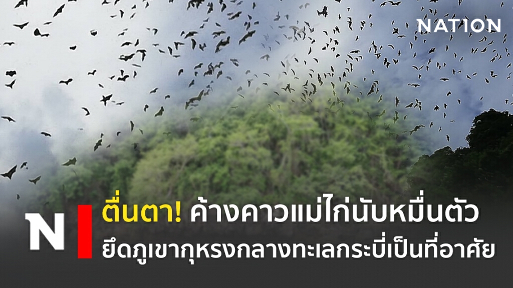 ตื่นตา! ค้างคาวแม่ไก่นับหมื่นตัว ยึดภูเขากุหรงกลางทะเลกระบี่เป็นที่อาศัย ตื่นตา! ค้างคาวแม่ไก่นับหมื่นตัว ยึดภูเขากุหรงกลางทะเลกระบี่เป็นที่อาศัย