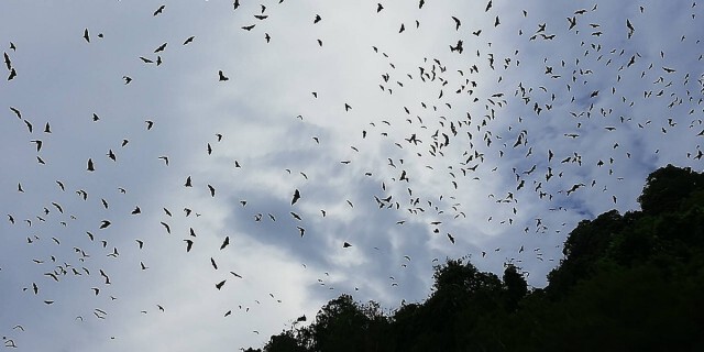 ตื่นตา! ค้างคาวแม่ไก่นับหมื่นตัว ยึดภูเขากุหรงกลางทะเลกระบี่เป็นที่อาศัย