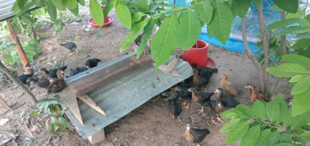 เกษตรกรโวยได้ไก่ช่วยน้ำท่วมแพงเกินจริง