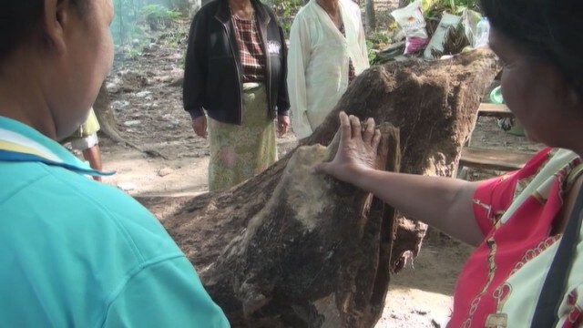 ท้าวเวชสุวรรณเข้าทรงช่างซ่อมรถ สั่งขุดต้นตะเคียนทองอายุกว่า 100 ปี
