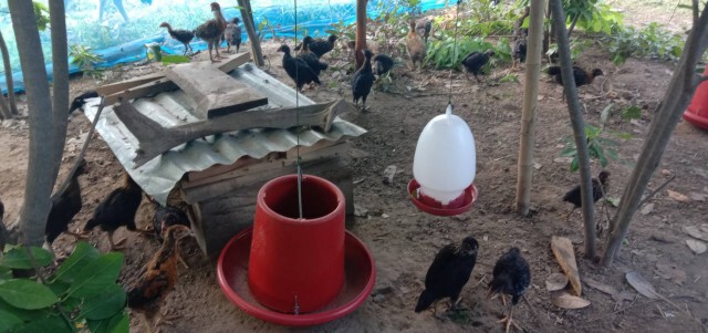 เกษตรกรโวยได้ไก่ช่วยน้ำท่วมแพงเกินจริง