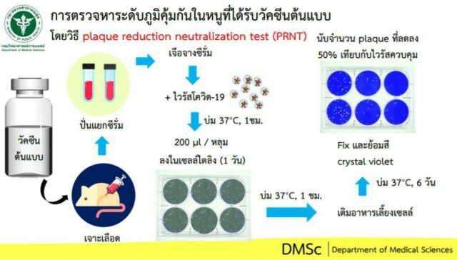 กรมวิทย์ฯเผยขั้นตอนการตรวจหาระดับภูมิคุ้มกันในหนูที่ได้รับวัคซีนโควิด-19