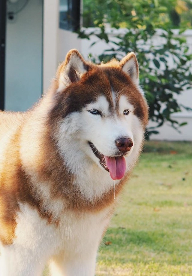 แฟนคลับช็อก "กัปตันควิ้นท์" หมาดัง ตายกะทันหัน ไฟดับเป็นเหตุ