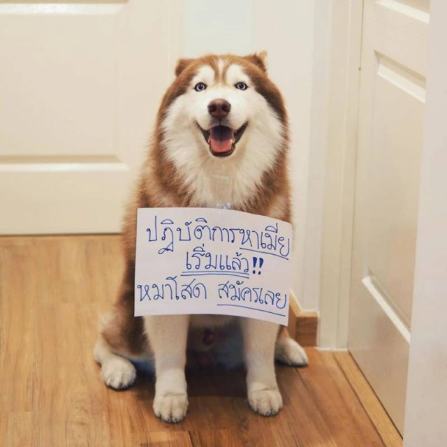 แฟนคลับช็อก "กัปตันควิ้นท์" หมาดัง ตายกะทันหัน ไฟดับเป็นเหตุ